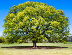 A Zelkova 'Japanese Elm Tree' with a broad canopy stands alone in the middle of a grassy field beneath a clear blue sky.