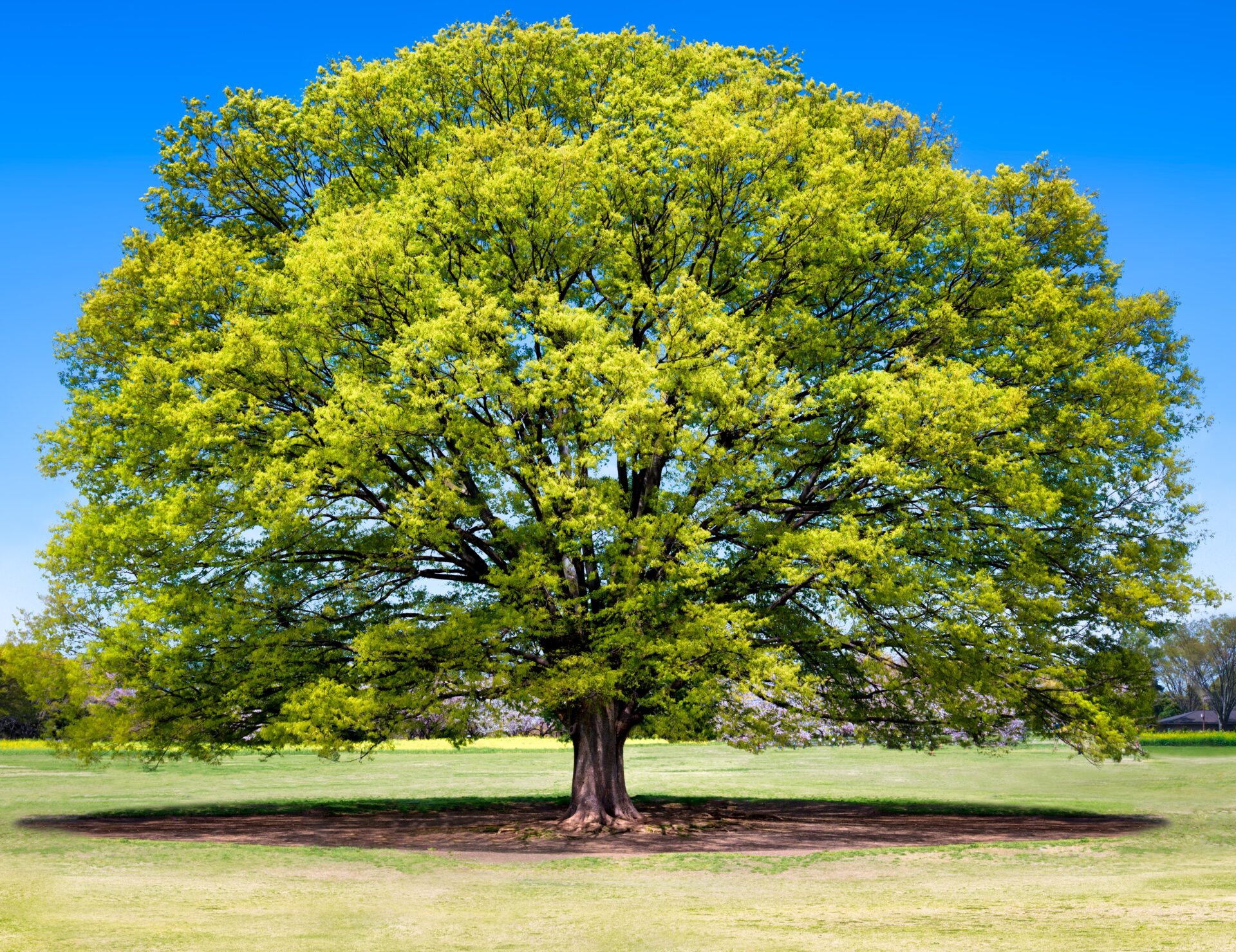 A Zelkova 'Japanese Elm Tree' with a broad canopy stands alone in the middle of a grassy field beneath a clear blue sky.