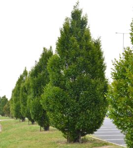 A row of evenly spaced, neatly trimmed Carpinus 'Upright European Hornbeam' 16" Pot trees lines the edge of a grassy area next to a parking lot.