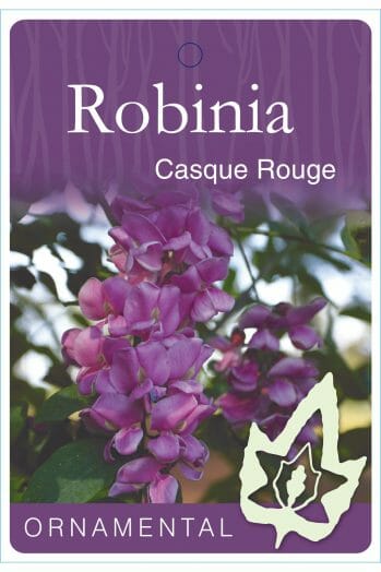 Close-up of Robinia 'Casque Rouge' reveals clusters of vibrant pink-purple flowers and rich green foliage, emphasizing the ornamental value of this striking Robinia variety.