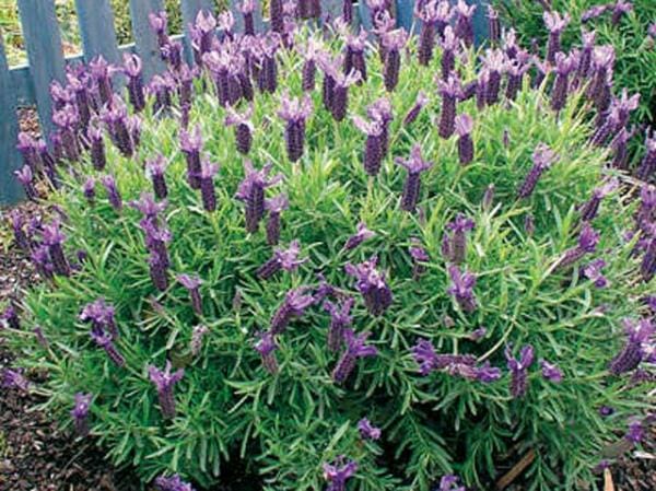 Lavandula 'Winter Purple' Lavender 6" Pot