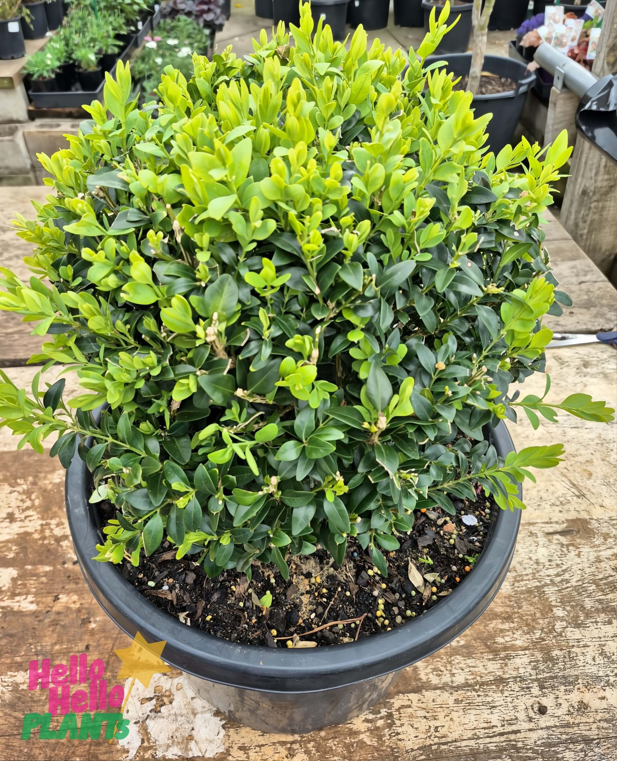 A dense, round Buxus 'English Box' Topiary Ball in a 13" pot sits on a wooden surface, with lush green foliage and lighter young leaves at the top.