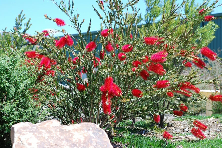 Callistemon Cherry Time
