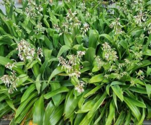 Arthropodium 'NZ Rock Lily' features dense green foliage and clusters of small white and purple flowers on long stems, bringing graceful beauty to any garden space.