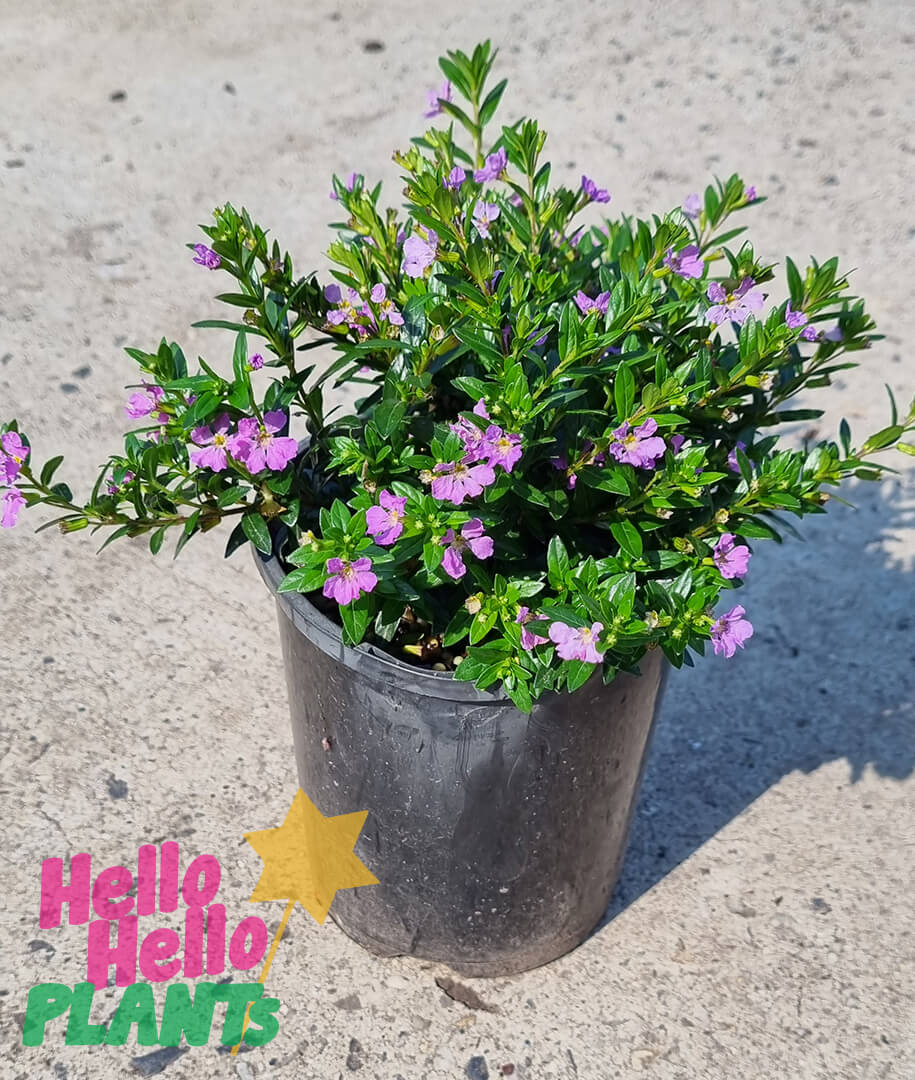 Cuphea 'Purple' 6" Pot