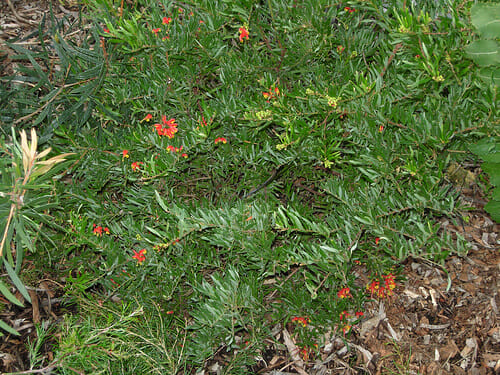 A Grevillea 'Bonnie Prince Charlie' 6" Pot with red flowers.