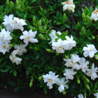 Gardenia 'Radicans'
