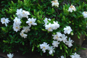 Gardenia 'Radicans'