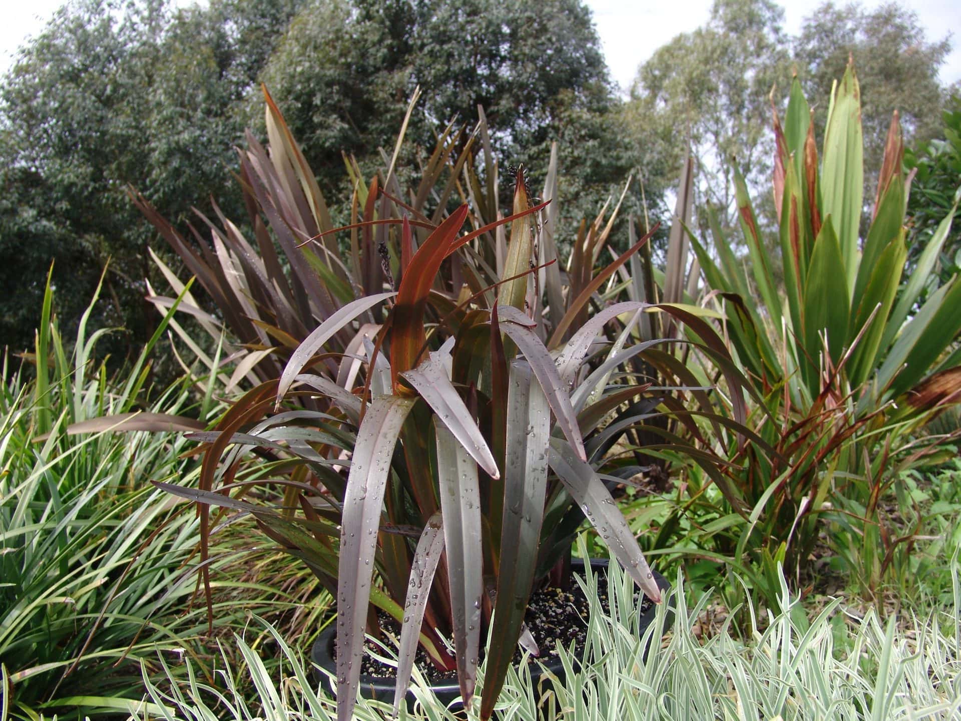 A variety of spiky, green and brown-leaved plants, including the vibrant Dianella 'Blaze™' in 6" pots, are thriving outdoors, surrounded by trees and grass.