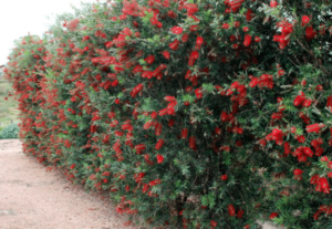 A tall hedge of Callistemon 'Slim™' Bottle Brush features dense green foliage and abundant bright red, brush-like flowers, creating a striking border along a gravel path.