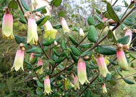 The Correa 'Marians Marvel', with its pink and green bell-shaped flowers amid lush leaves, is perfect for a 6" pot and adds elegance and color to any indoor or outdoor space.