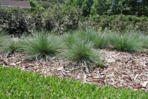Lomandra 'Crackerjack™' 8" Pot
