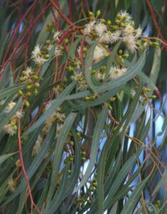 Close-up of a Eucalyptus 'Wallangarra White Gum' branch, showcasing elongated leaves and clusters of small white flowers.