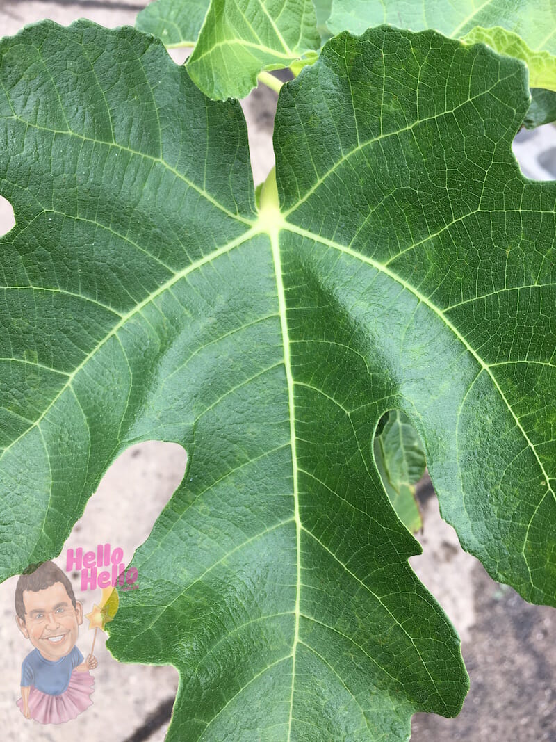 Close-up of a vibrant green Ficus 'White Genoa' Fig 6" Pot leaf with visible veins and a small illustration of a man holding a "hello" sign at the bottom.