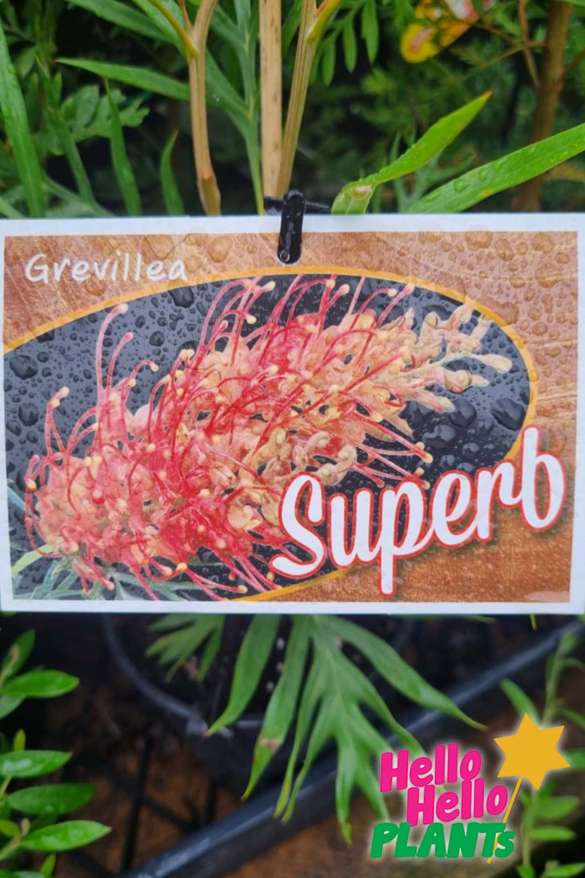 GREVILLEA SUPERB LABEL