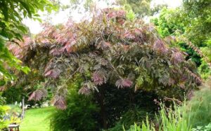 Gleditsia 'Ruby Lace', a medium-sized tree with arching branches and fern-like purple-tinged leaves, is showcased in a garden surrounded by lush greenery.