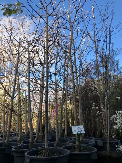 Fraxinus 'Golden Ash' Tree 20" Pot