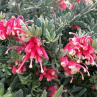 Grevillea 'Jelly Baby' 10" Pot