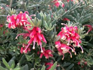 Grevillea 'Jelly Baby'