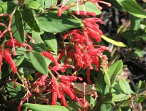 Grevillea 'Deua Flame' 10" Pot