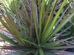 Close-up of long, narrow green leaves with reddish edges radiating from a central point, resembling a spiky plant; Dracaena 'Black Knight' 8" Pot.