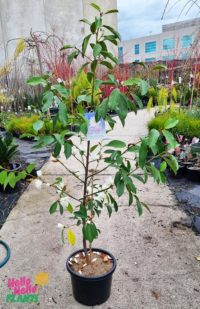 Michelia 'Fairy® White' Magnolia 12"/13" Pot