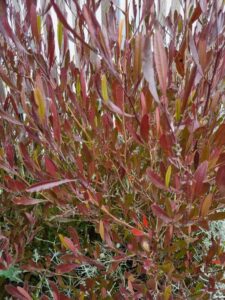 Dense cluster of reddish-brown, slender leaves on upright stems, with some green and light-colored foliage at the base—typical of Dodonaea 'Purple Hop Bush'.