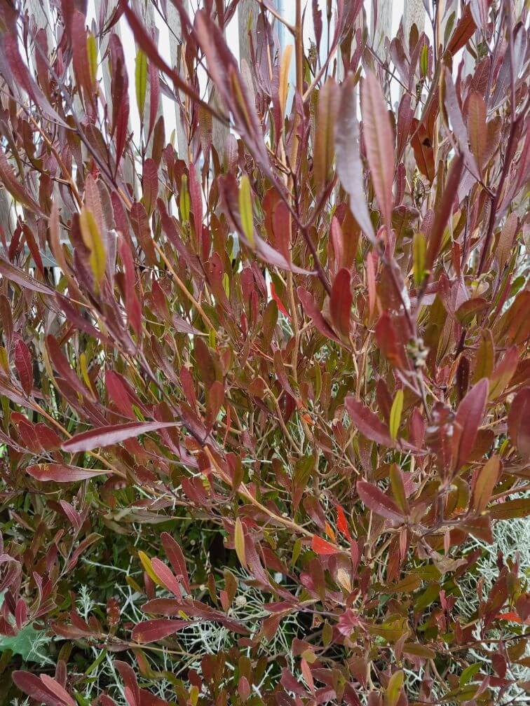 Dense cluster of reddish-brown, slender leaves on upright stems, with some green and light-colored foliage at the base—typical of Dodonaea 'Purple Hop Bush'.
