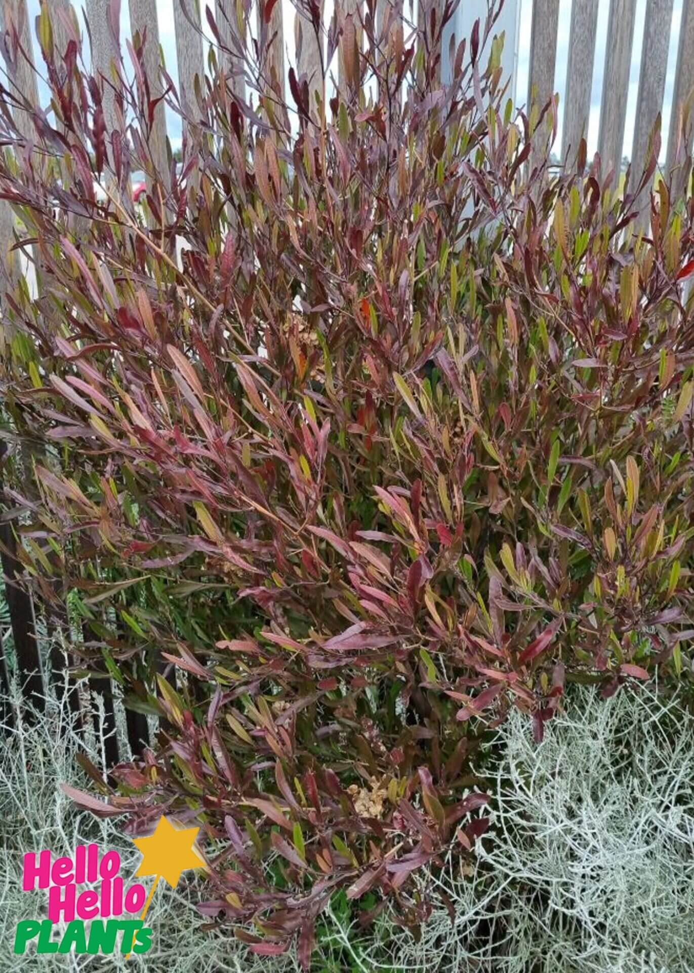 Dodonaea 'Purple Hop Bush'