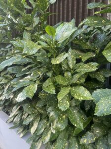 Aucuba 'Gold Dust' Variegated displays green leaves dotted with yellow, looking vibrant in a planter placed in front of a brown vertical slatted fence.