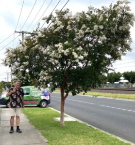A man stands on a sidewalk beside a Lagerstroemia 'Natchez' Crepe Myrtle with white blossoms near a road, with a green van and power lines in the background.