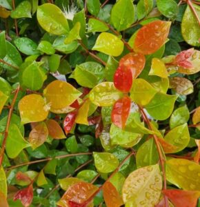 Glossy green, yellow, and red leaves of the Syzygium 'Big Red' Lilly Pilly are clustered together and covered with raindrops in this close-up image.