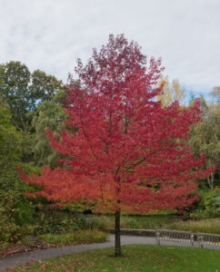 A Liquidambar 'Sweetgum' tree with bright red autumn leaves stands by a wooden bench in a park, surrounded by green grass and other trees.