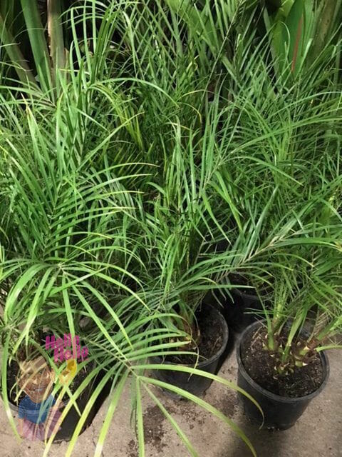 Phoenix 'Dwarf Date Palm' 8" Pot plants arranged on a floor.