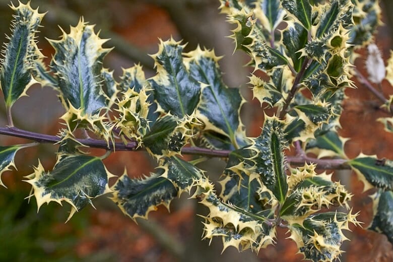 Close-up of sharp, glossy green leaves with yellow edges and spiky points on a branch, characteristic of the Ilex 'Silver Hedgehog' English Holly 8" Pot.