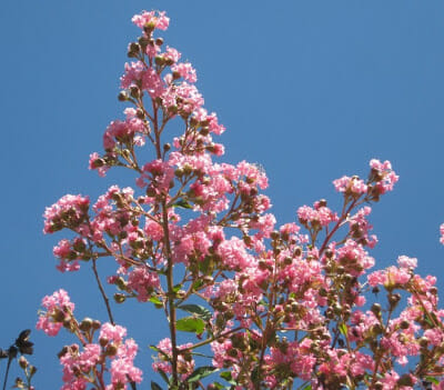 Pink Lagerstroemia 'Comanche' Crepe Myrtles on a tree against a blue sky.