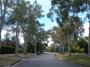 Eucalyptus 'Little Spotty' Gum 6" Pot