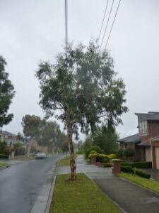 Eucalyptus 'Little Spotty' Gum