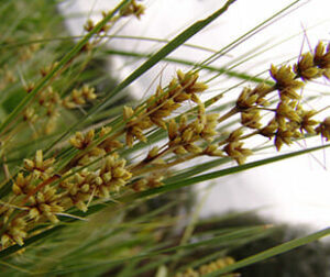 Close-up of brown grass seeds clustered on spiky green stems of Lomandra 'Shara™', with a blurred background, showcasing the plant's unique texture.