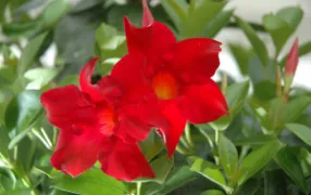 Two vibrant red Mandevilla 'Aloha Forever Red' flowers with yellow centers bloom among green leaves in a 6" pot.