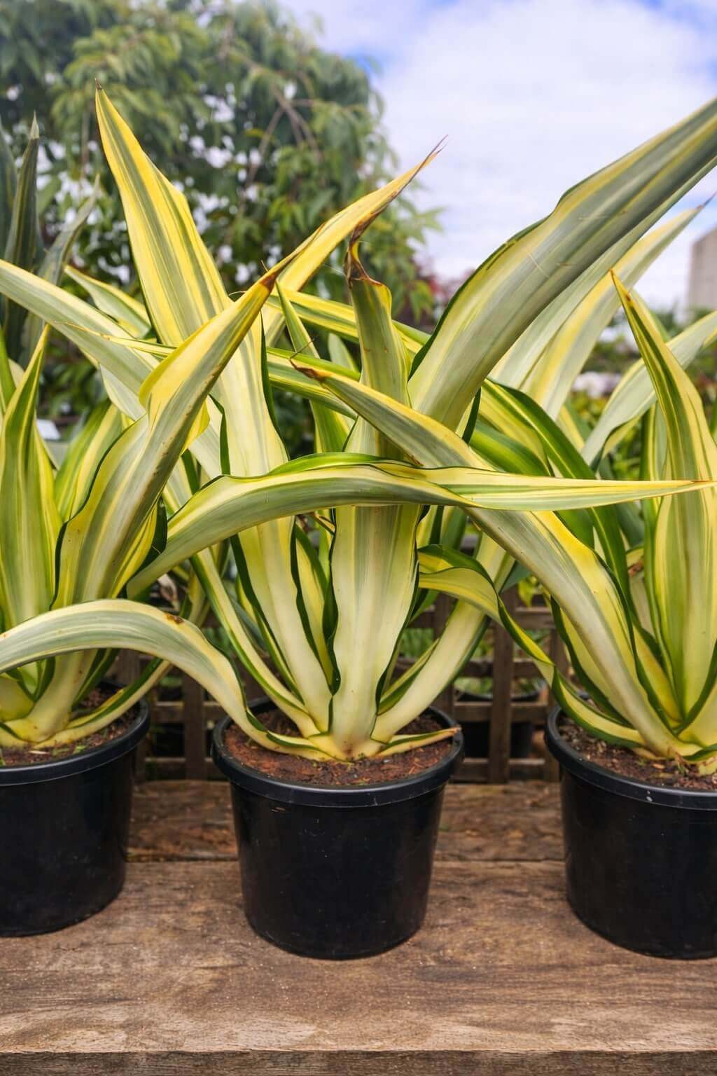 Three Furcraea foetida 'Mauritius Hemp' plants with green and yellow striped leaves sit outdoors on a wooden surface, each in a 7" pot.