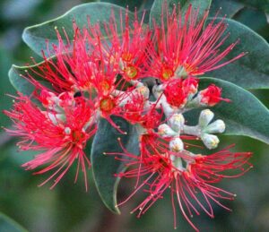 A close-up of the vibrant red flowers with long stamens on a leafy branch, resembling Metrosideros 'NZ Christmas Bush', showcases unopened buds and dark green leaves.