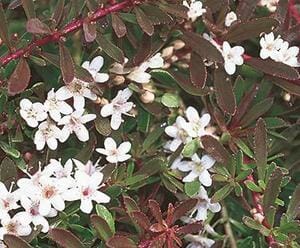 Close-up of a Myoporum 'Purple' 6" Pot, showcasing numerous small white flowers and dark green leaves.