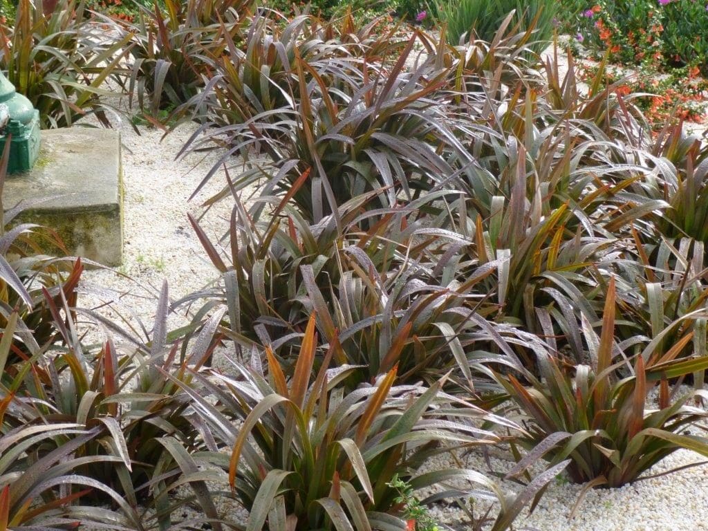 In the gravel garden, Dianella 'Blaze™' in a 6" pot thrives elegantly with its long, pointed leaves, infusing the landscape with a captivating touch.