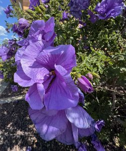 Alyogyne 'Shelby Ann' Native Hibiscus 6" Pot