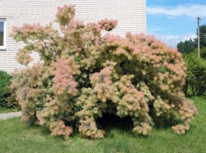 cotinus coggygria smoke bush shrub stunning fluffy flowers young lady shrub