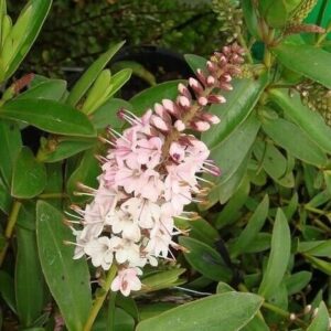 Close-up of a Hebe 'Temptation' flower cluster, with white and pink blooms nestled in lush green leaves, perfect for brightening any garden when planted in a 6" pot.