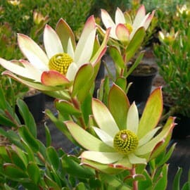 A group of Leucadendron 'Sundance' 6" Pot in a pot.