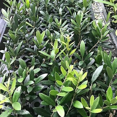 Potted Olea 'Manzanillo' Olive 10" Pot saplings with vibrant green leaves, closely arranged in a nursery setting.