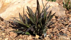 A spiky, green Dianella 'Blaze™' in a 6" Pot is nestled among wood chips and a large rock in the garden setting.
